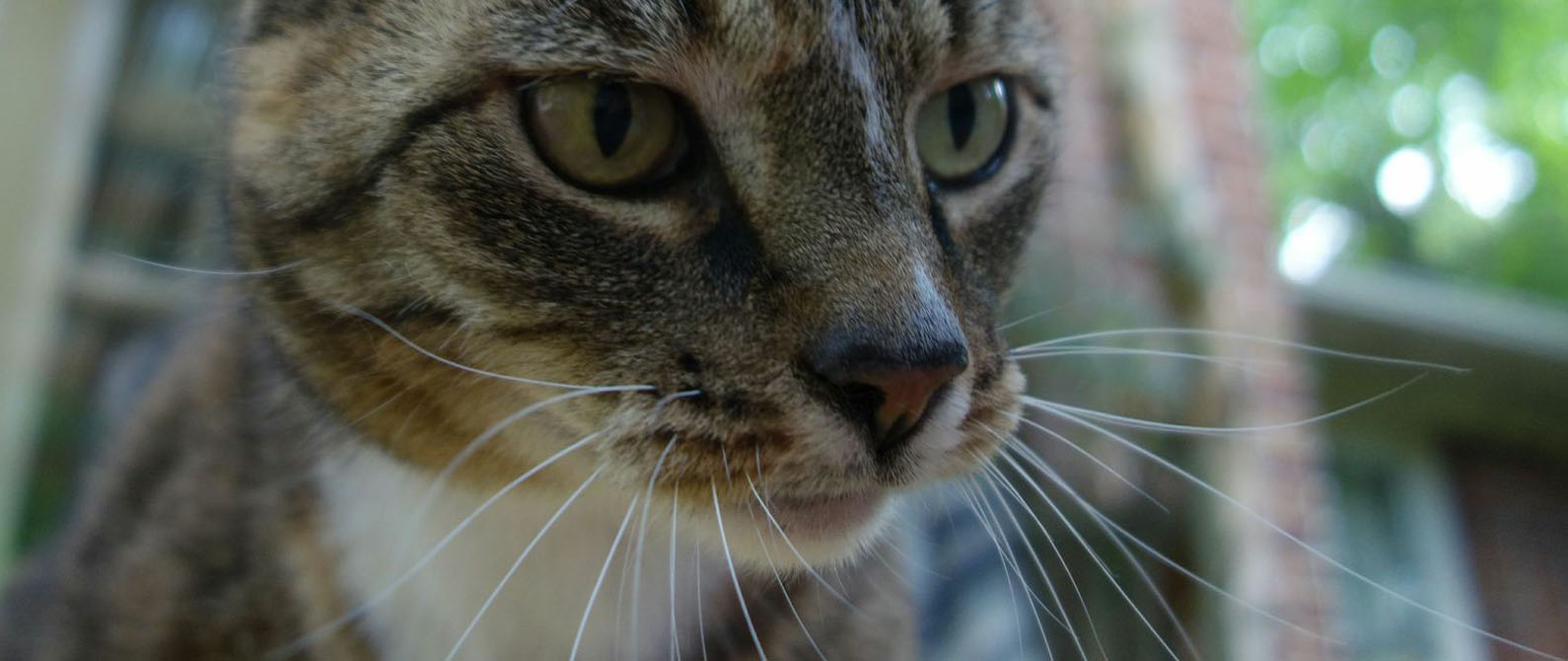 Close-up of a brown tabby cat's face looking downward, with greenery blurred in background