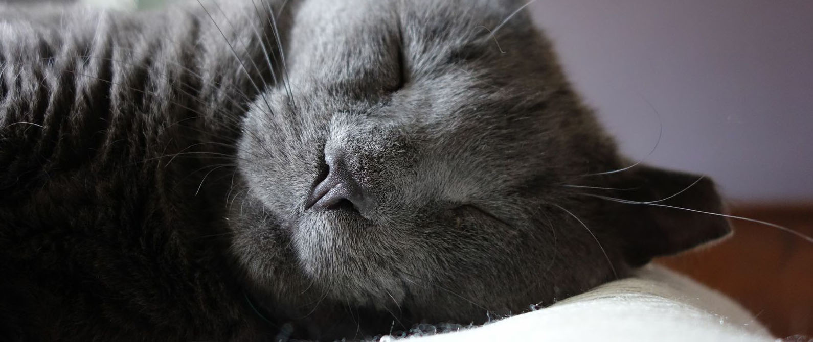 Close-up of a gray cat sleeping with eyes closed, resting against a light-colored surface