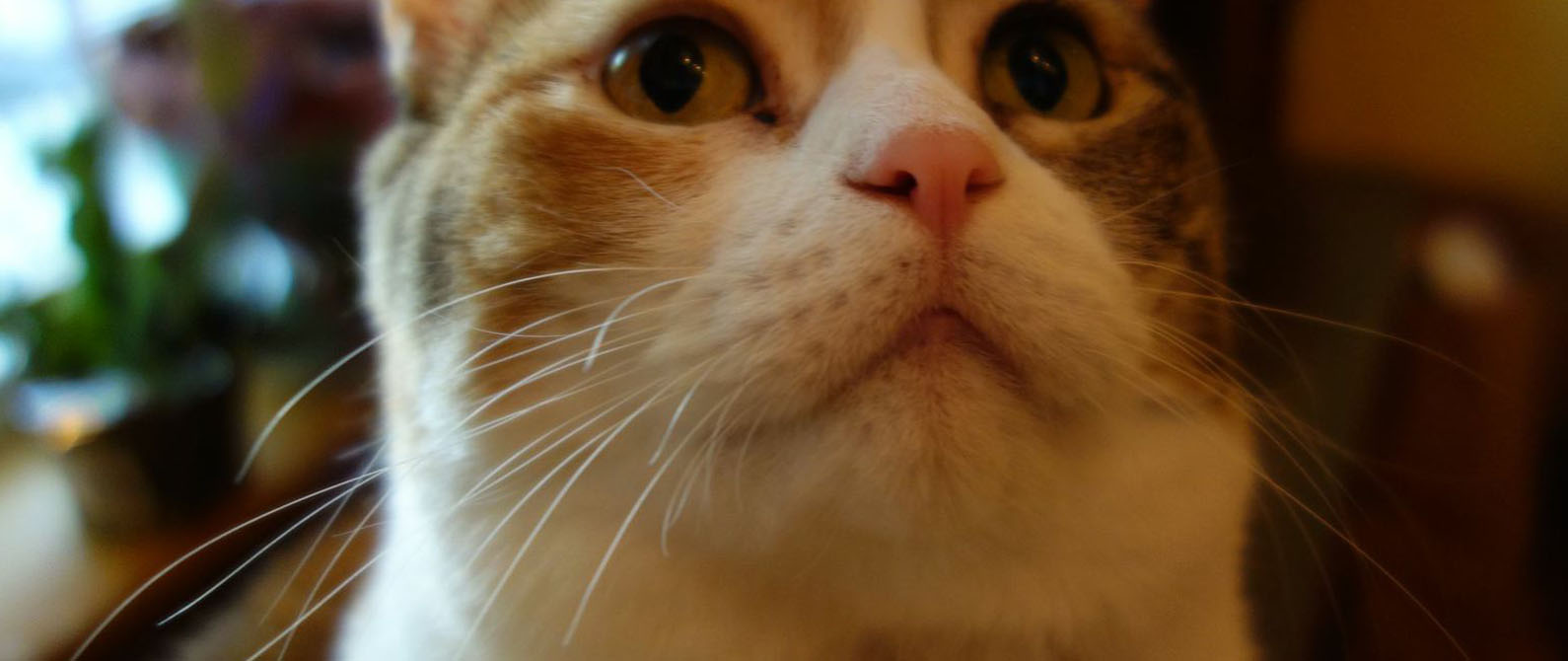 Close-up of an orange and white cat's face with long whiskers, indoors with soft warm lighting